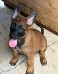 Nala  puppies for sale