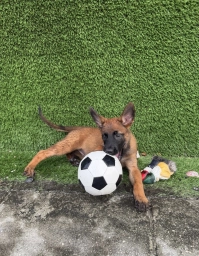 Female puppy  puppies for sale