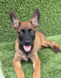 Girl Mali  puppies for sale
