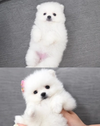 Yuki  puppies for sale