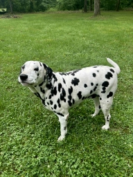 Domino  puppies for sale