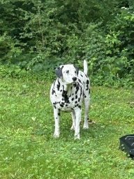 Domino  puppies for sale