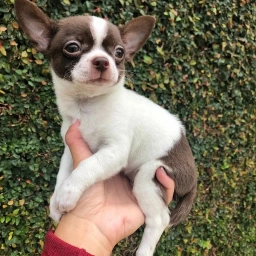 Mr Biggles  puppies for sale