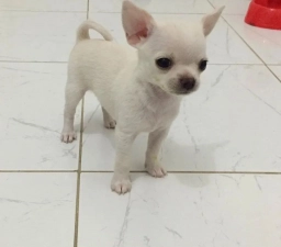 Mr Biggles  puppies for sale
