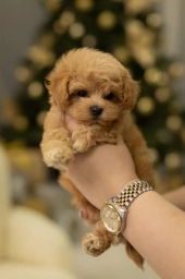 Ethan Puppies  puppies for sale