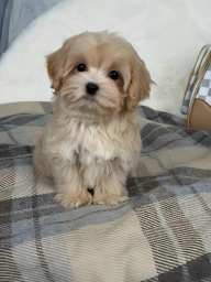 Ethan Puppies  puppies for sale