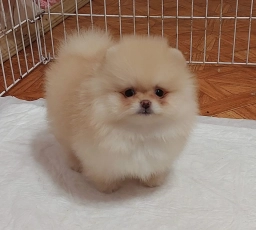 Max  puppies for sale
