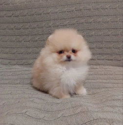 Max  puppies for sale