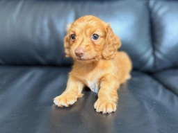 Maxwell  puppies for sale