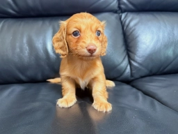 Maxwell  puppies for sale