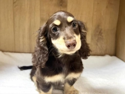 Dan  puppies for sale