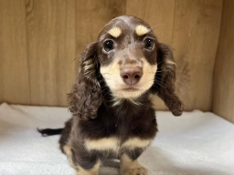 Dan  puppies for sale