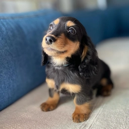 Mr Beagles  puppies for sale