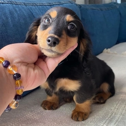 Mr Beagles  puppies for sale