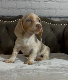 Sammy  puppies for sale