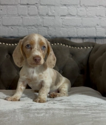 Sammy  puppies for sale