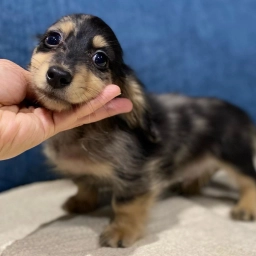 Randy  puppies for sale