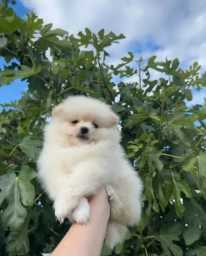 Jett  puppies for sale