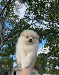 Jett  puppies for sale
