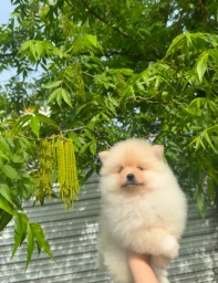 Jett  puppies for sale