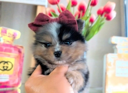 Tcup Roxy  puppies for sale
