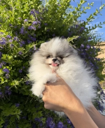 Tiramisu  puppies for sale