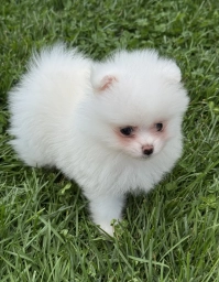 White male  puppies for sale