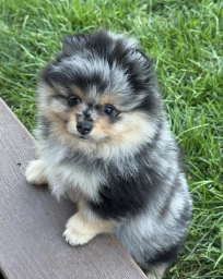 Merle male  puppies for sale