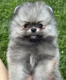 Sable smaller boy  puppies for sale
