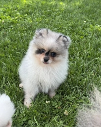 Merle male  puppies for sale
