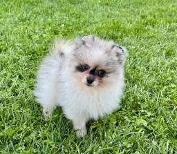 Merle male  puppies for sale