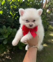 Pomeranian  puppies for sale