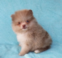 Mocha  puppies for sale