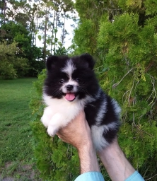 Domino  puppies for sale