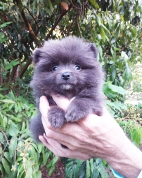 Blueberry  puppies for sale