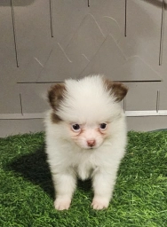 Sassy  puppies for sale