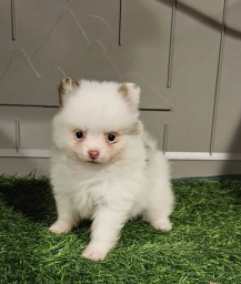 Summer  puppies for sale