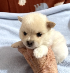 Manda  puppies for sale