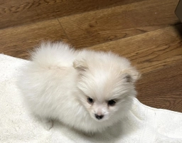 Koda  puppies for sale