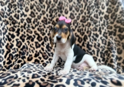 Winnie  puppies for sale