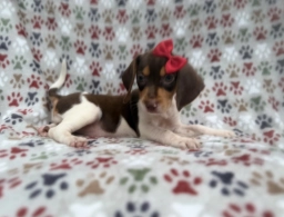 Wynona  puppies for sale