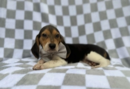 Winston  puppies for sale