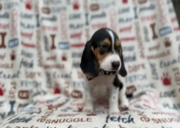 Waylon  puppies for sale