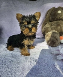 Bob  puppies for sale