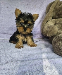 Bob  puppies for sale
