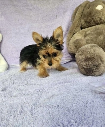 Pam  puppies for sale
