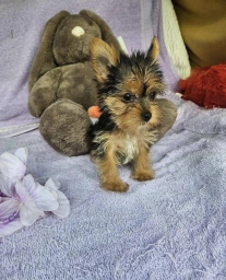 Pam  puppies for sale