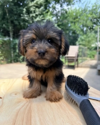Tata  puppies for sale