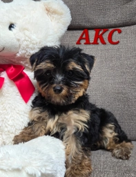 Dolly  puppies for sale