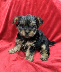 Maia  puppies for sale